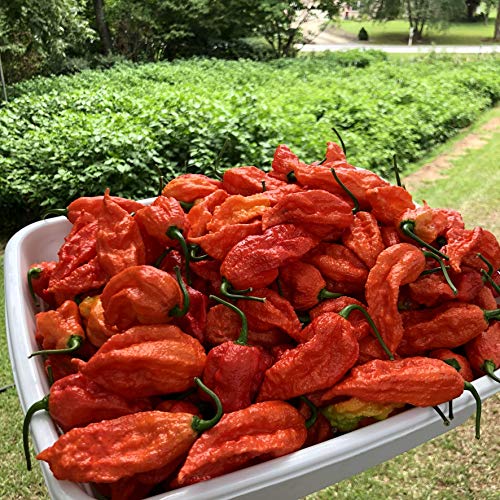 Fresh Bhut Ghost Peppers by Bohica Pepper Hut
