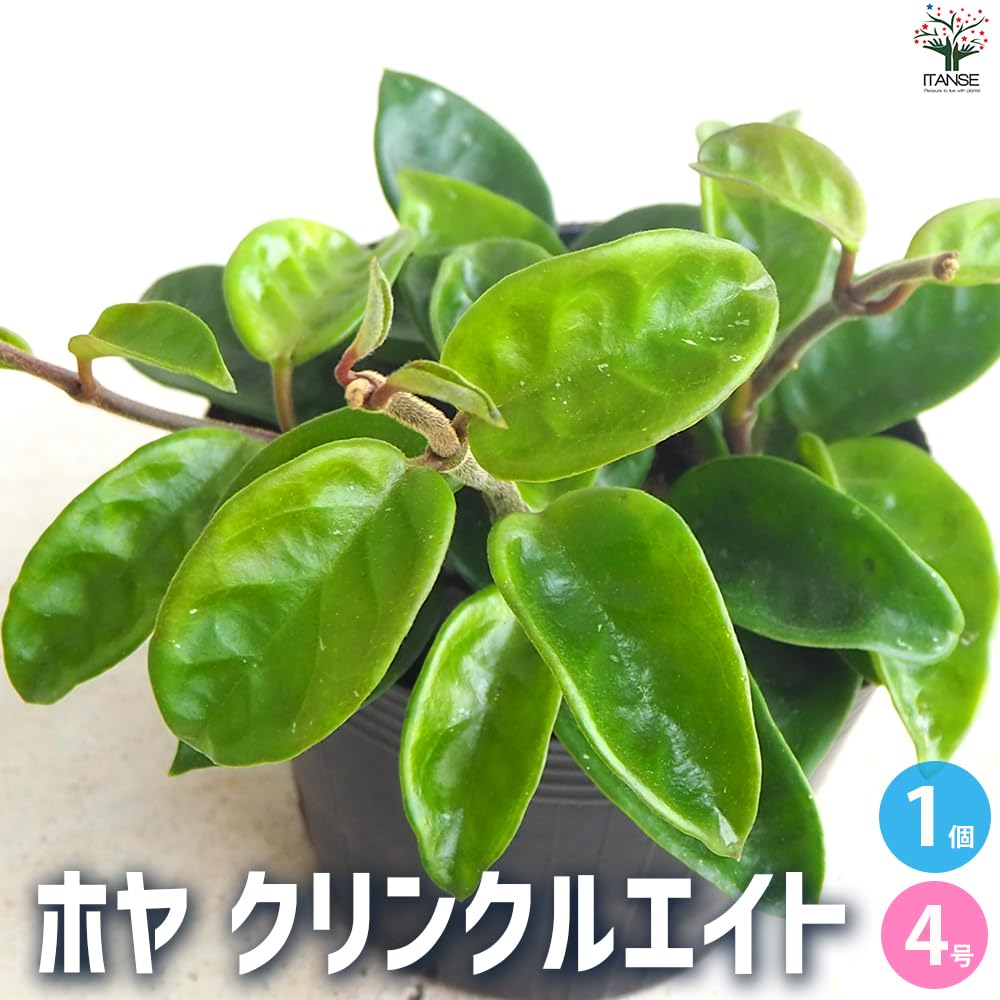 Amazon｜ITANSE ホヤ クリンクルエイト 4号 1個売り【品種で