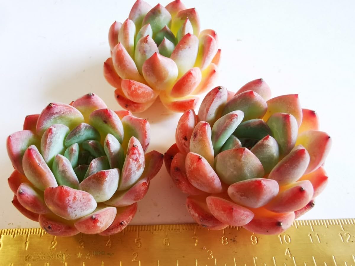 お値下け中‼️【韓国苗】ストロベリーアーモンド  抜き苗 お値下け中‼️【韓国苗】ストロベリーアーモンド 抜き苗 その他多肉植物