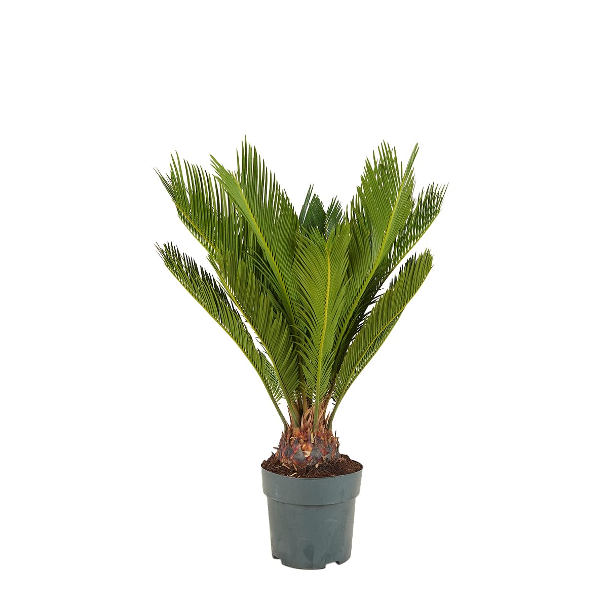 Bloomique - 2er Set - Cycas Revoluta - Palmfarn - Sagopalme - Palme - Sehr Pflegeleicht - Höhe 60-70 cm - Topf 17 cm