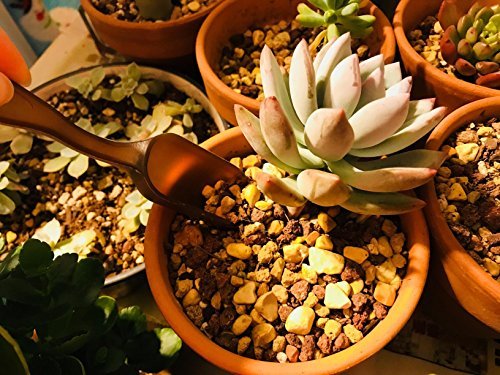 LIHAO 15 Piece Succulent Garden Hand Tools Miniature Fairy Garden Planting Transplanting Tool Set - Improve Your Gardening Quality of Life