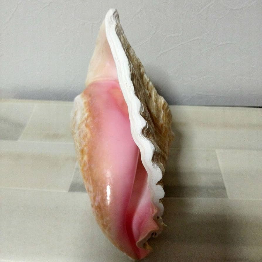 専用　特上　コンク貝　4個セット　ピンク貝殻　　28cm　置物　貝殻 41e14Mf+gOL.jpg