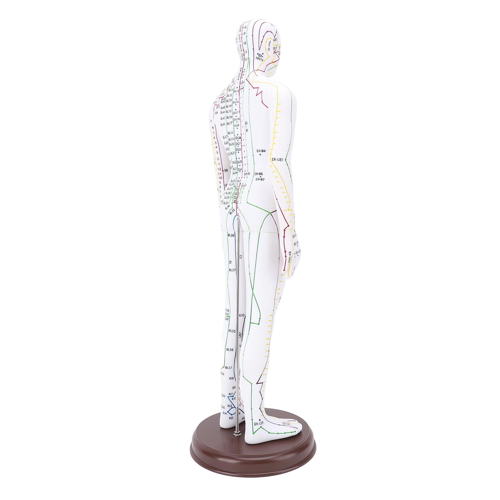 Acupuntura Doll, Modelo de Punto de Acupuntura Humana para Aprendizaje y Ejercicios, 52 Cm / 20.47in (Tipo de hombres)