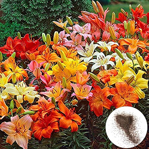 strimusimak 300 semillas de alstroemeria hybrida de cultivo rápido de plantas ornamentales de macetas, plantas de flores frescas de color mezclado para decoración de bonsái de balcón de jardín C