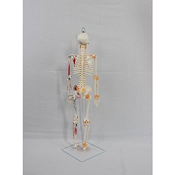 [S116-165] 人体骨格模型 85cm 解剖マネキン S116-165] 人体骨格模型 85cm 解剖マネキン - メルカリ