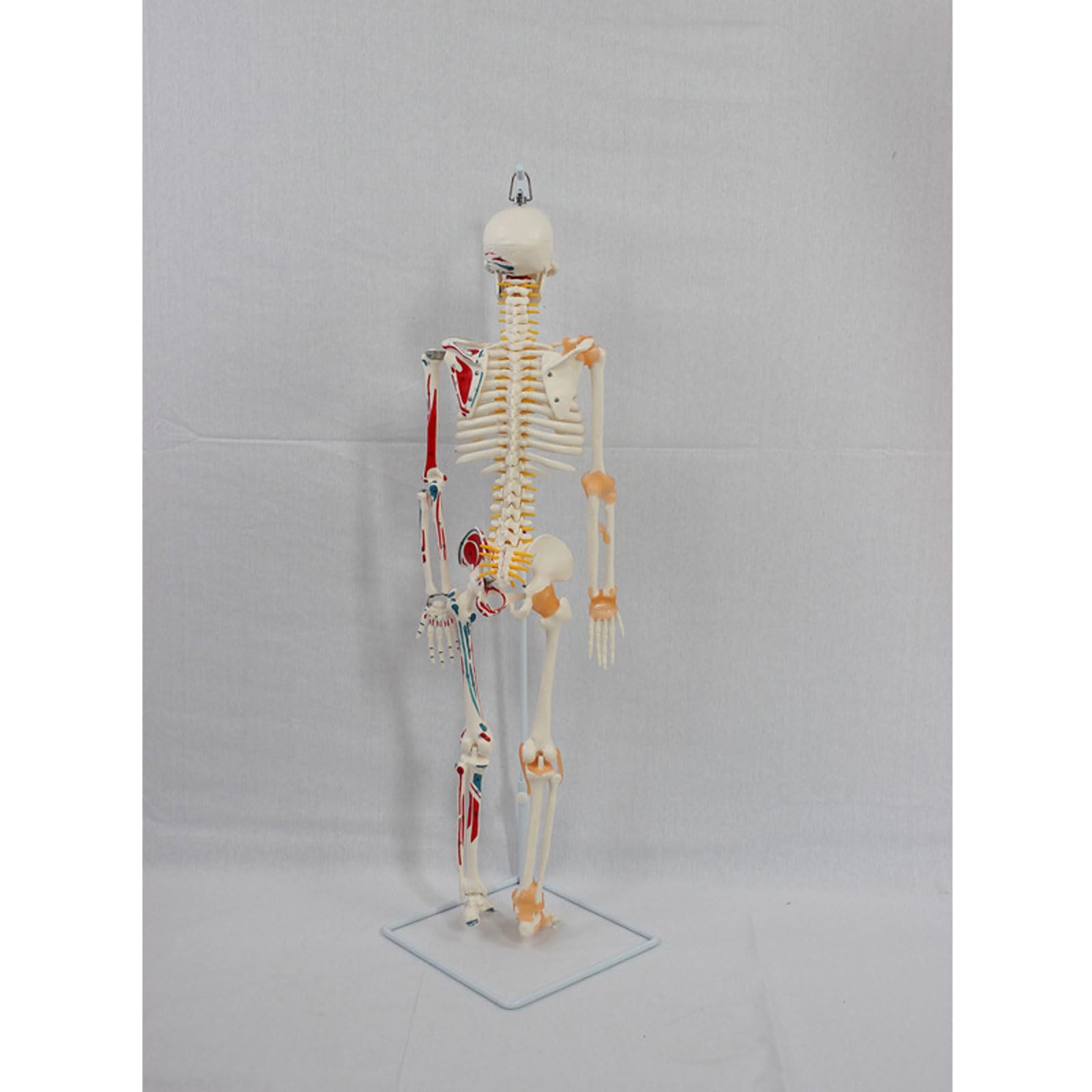 Anatomiczny model ludzkiego szkieletu o rozmiarze 85 cm z namalowanymi mięśniami i więzadłami, odpowiedni do wyświetlania w klasie i studiów medycznych