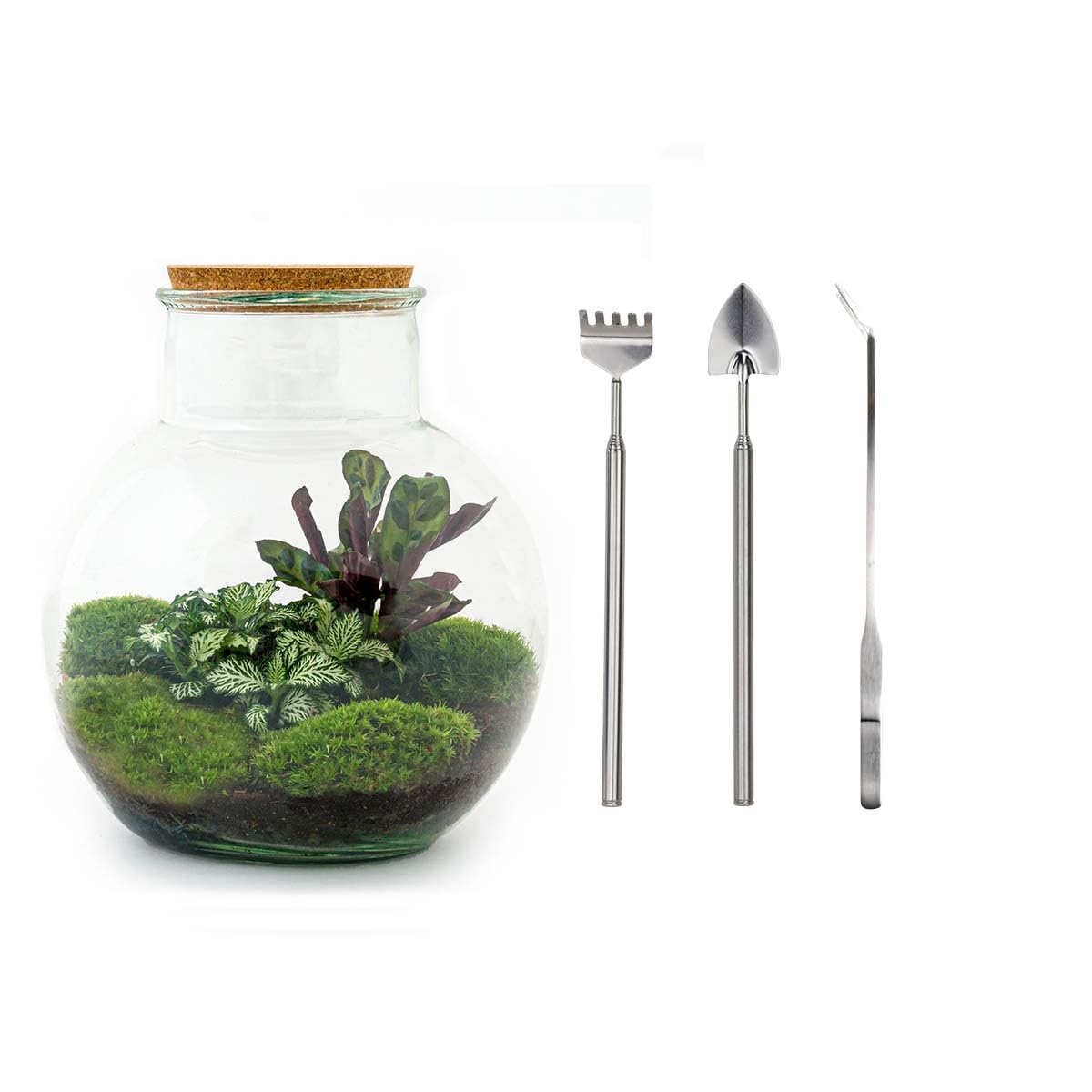 Terrarium do roślin • Teddy • roślina ekosystemowa • ↑ 26,5 cm – DIY – kompletny zestaw terrarium – terrarium – miejski terrarium – terrarium + grabie + łopatka + pęseta