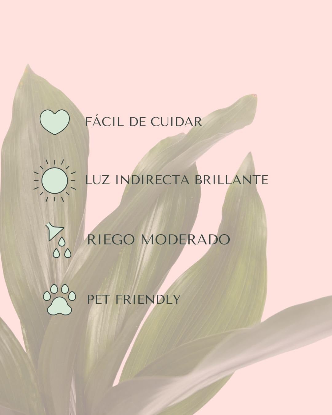 Aspidistra elatior | Planta natural de interior resistente, pet friendly y de poca luz | Pur Plant