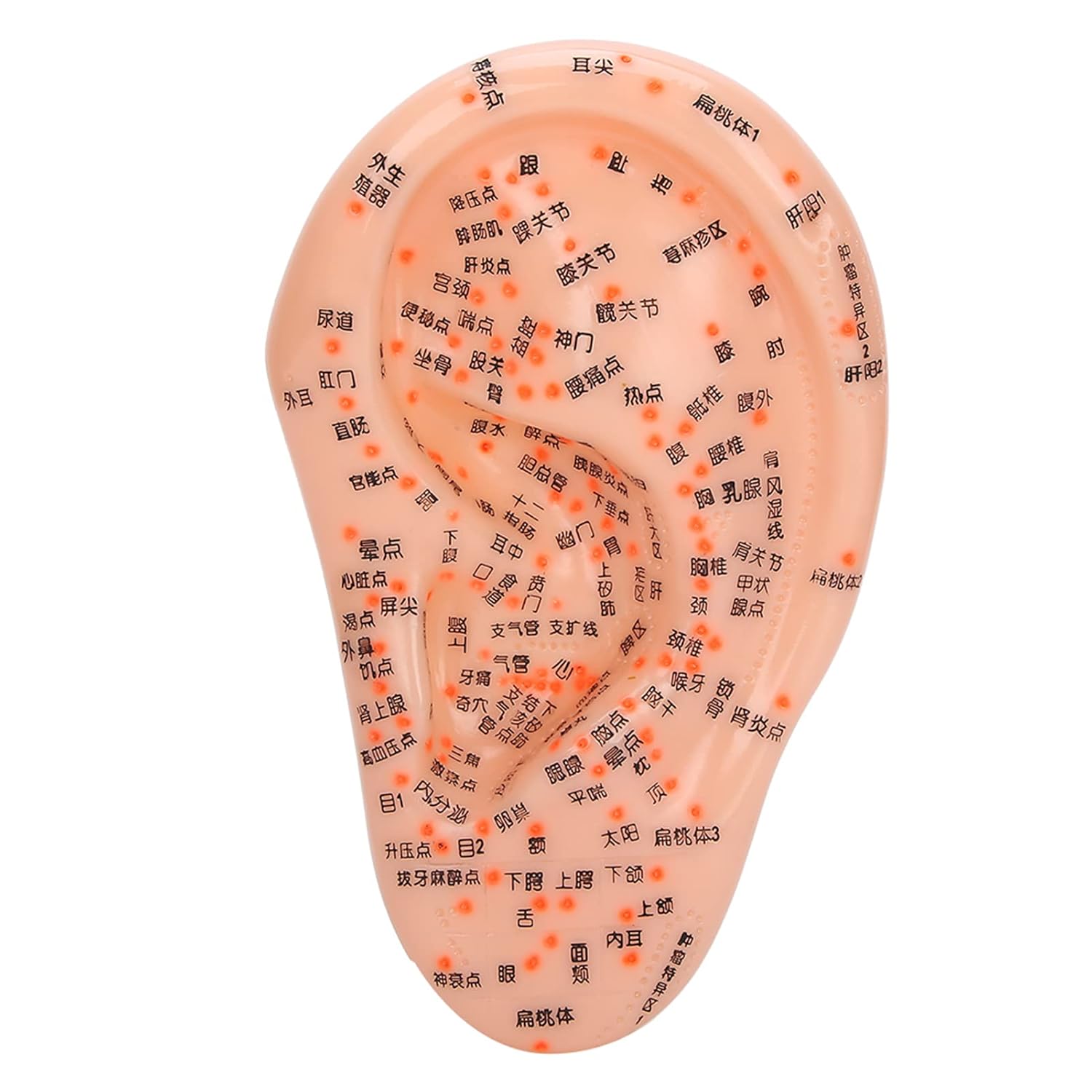 Ear Acupuncture Model,ANGGREK Human Ear Acupuncture Model With Acupuncture Points