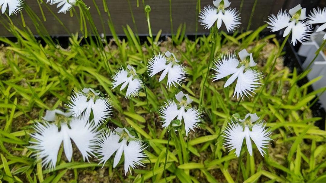 Amazon｜サギソウ 山野草 球根20球から30球｜観葉植物 オンライン通販