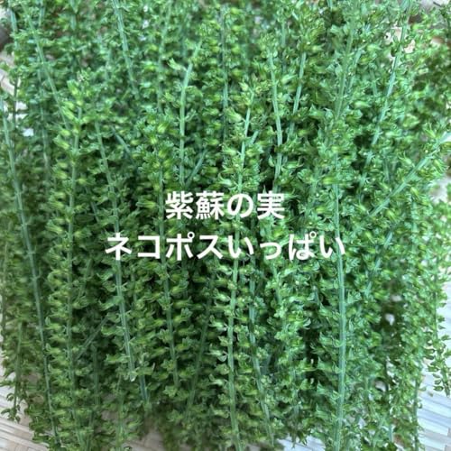 シソの実 シソの穂 青じその実のサムネイル