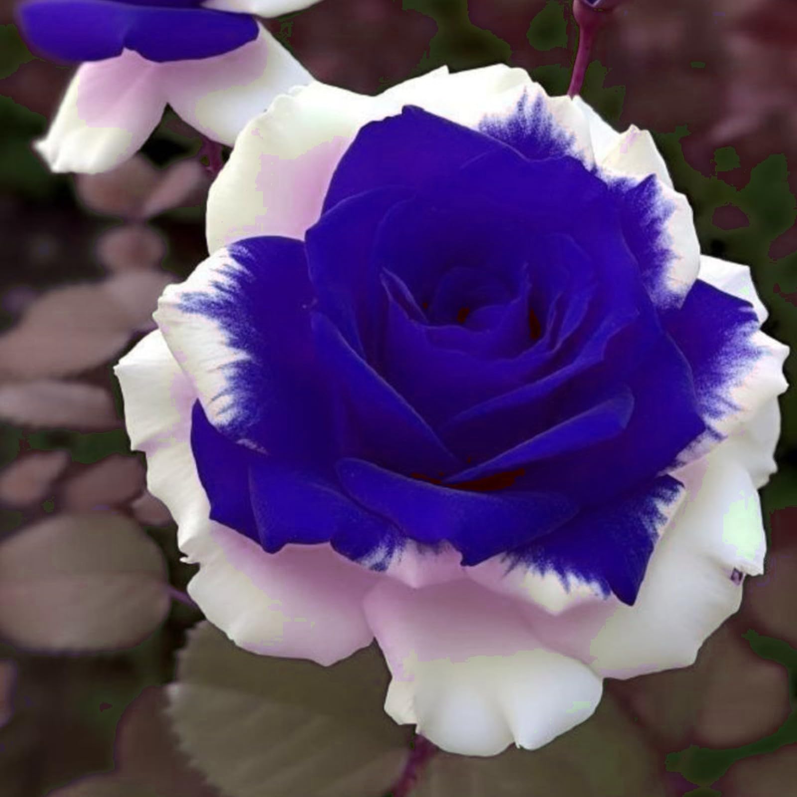 Rosa,Perenne,Paisajismo,fragancia,decorativas,Rosas Cortadas,Elegante,Excelente efecto de visualización,romántico.-5bulbos-A