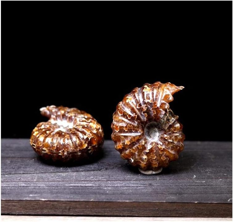 Large 1 Pair Natural Ammonite Fossil Specimens Healing Crystal Gemstone Couple Pendant from Madagascar, Home Office Decoration & Collection, Jewelry Making