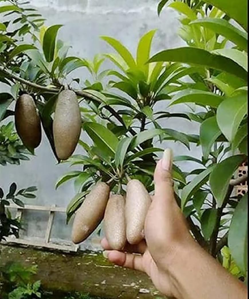 Thai Lancha Banana Chiku/Chikoo Plant - (Grafted) -1.5-2 Ft Hight - All time (12 masi) Early Fruiting Plant Pack Of 1 (after planting fruit come only 1 months) (B0CHPKC9S8) Amazon Price History, Amazon Price Tracker