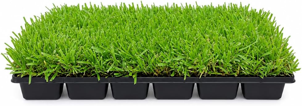 St. Augustine Palmetto | 36 Live Extra Large Grass Plugs | Drought, Salt & Shade Tolerant Turf Sod