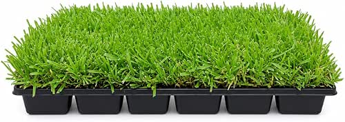 St. Augustine Palmetto | 18 Live Extra Large Grass Plugs