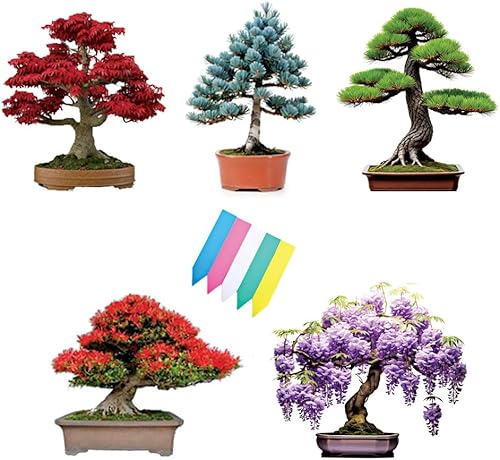 Kit de árbol bonsái de 5 tipos, glicinia, pino negro, abeto azul, árbol de arce rojo, árbol de llama, semillas de bonsái para interiores y