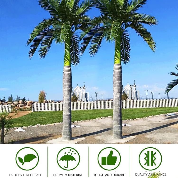 air plants online Tillandsia Cacticola large