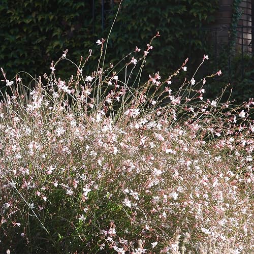 Gaura Lindheimeri