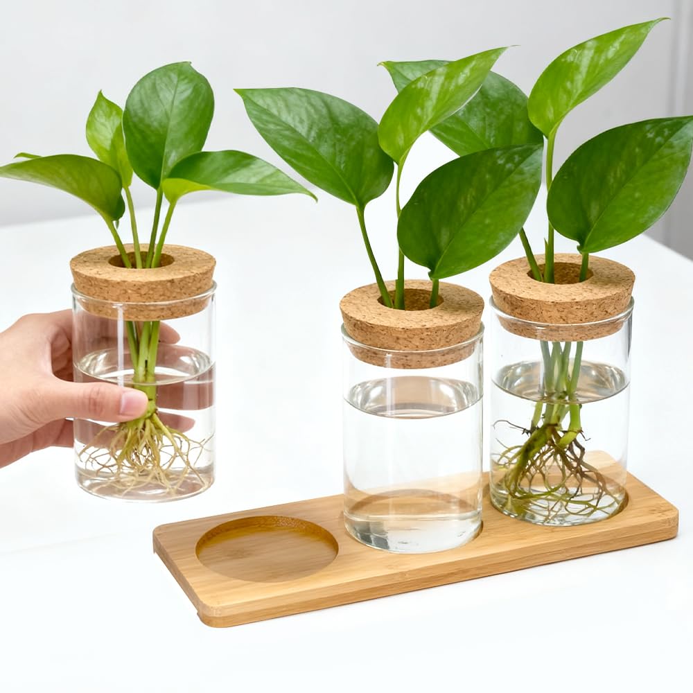 Estación de Propagación de Plantas Jarrón Hidropónico Cristal Jarrón Cultivo Hidropónico Bandeja Vidrio para Cultivo Hidropónicas 3 Jarronita300ml Cristal Decorativas para Esquejes de Plantas