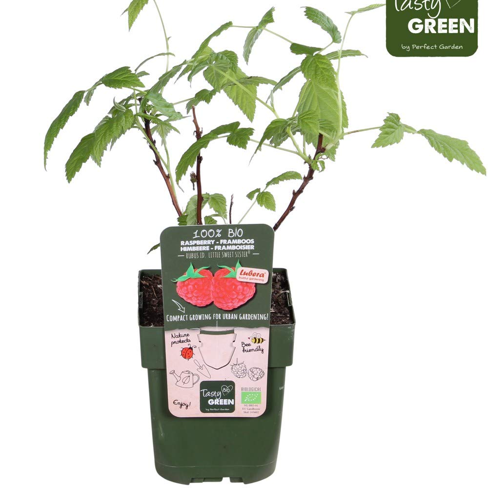 Yummy Raspberry For Sale Raspberry Plants Ready To Plant UK 'Yummy ...