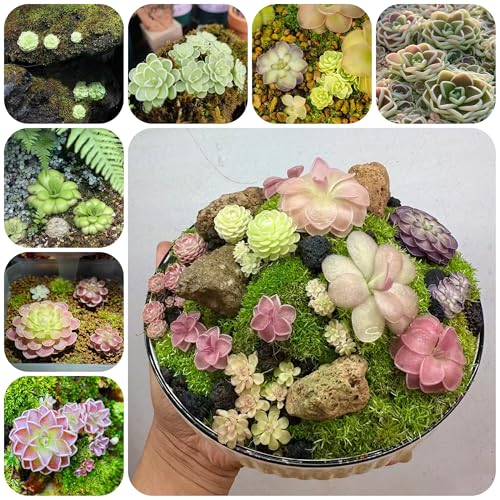 plantas carnívoras - semillas de mantecosa balcón con camas elevadas plantas de interior interior jardín semillas bonsái exterior en macetas suculentas resistentes - raras - balcón 300pcs