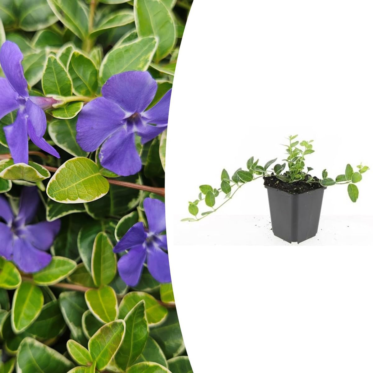 Vinca minor 'Argenteovariegata' | 48 pezzi - 10-25cm - Ø9cm - Pianta da giardino