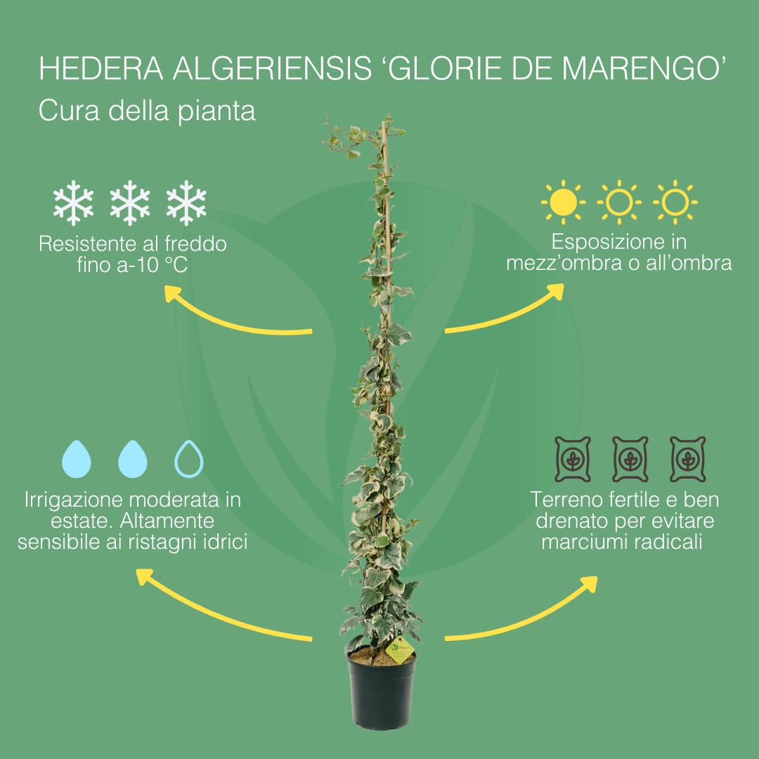Hedera Algeriensis Glorie de Marengo | Edera Rampicante da Esterno in Vaso 19 cm, Altezza 150 cm | Piante da Giardino, Rampicanti da Esterno, Concimazione 6 Mesi con Plantì