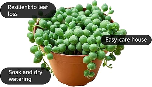 Miniatura 2 de The Succulent Cult - 10 esquejes variados de suculentas vivas, no hay 2 suculentas iguales, ideales para terrarios, mini jardines y como plantas de