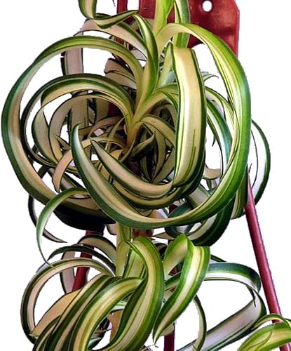 Miniatura 2 de Bonnie - Planta de araña rizada - Planta de aire limpio fácil de cultivar - Maceta de 2.5 pulgadas