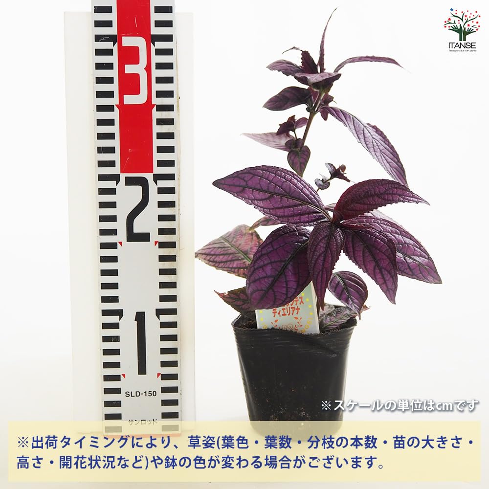 Amazon.co.jp: ITANSE ストロビランテス ディエリアナ(ウラ