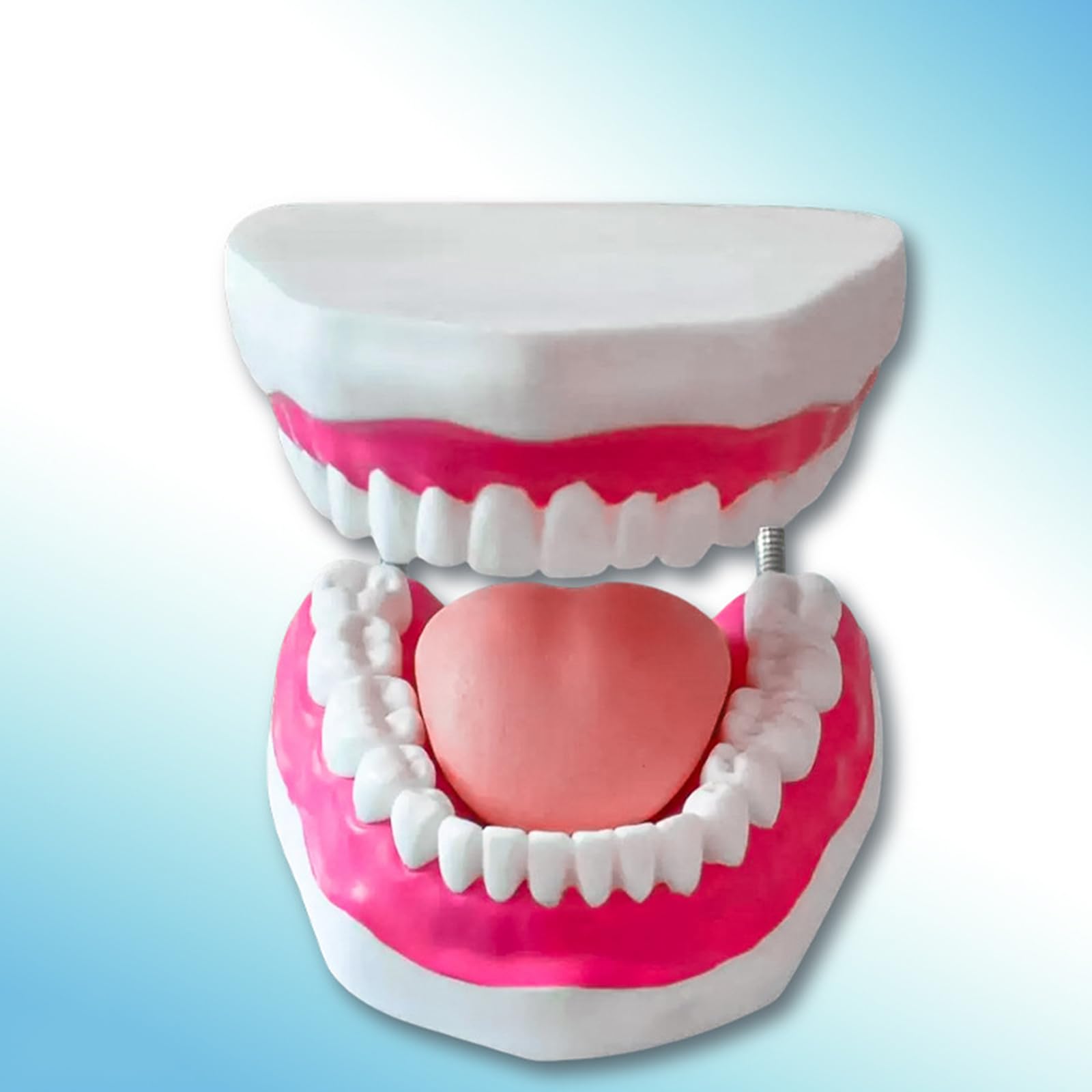 Modello di Denti Standard - Modello di Denti per Educazione - Modello Typodont Standard per Adulti per Dimostrazione di Protesi Dentale per Esposizione Pulita, Educazione