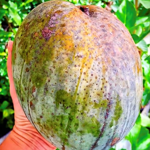 ORIPI 4KG Mango Plant Grafted Live Fruit Tree – Jumbo Variety for Outdoor Terrace Farming and Tropical Home Garden Use