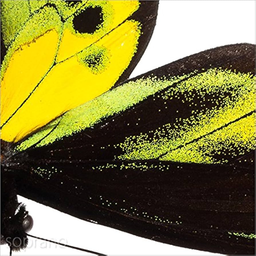 【蝶標本】ロスチャイルドトリバネアゲハ他 蝶標本 ロスチャイルドトリバネアゲハ 産地別コレクション 研究