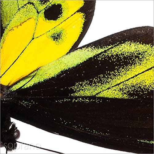 Amazon.co.jp: 蝶の標本 ロスチャイルドトリバネアゲハ メタリック調