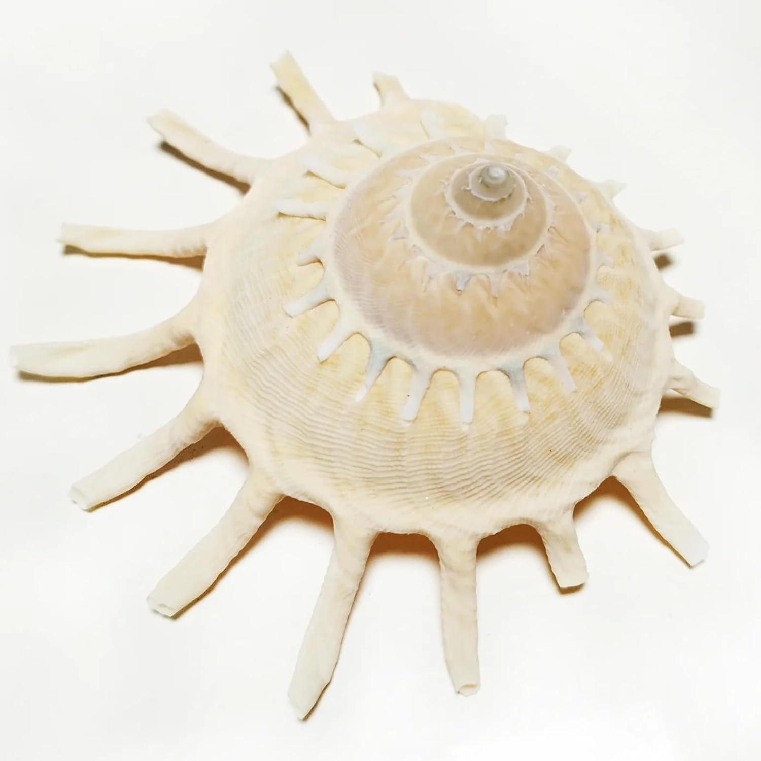 Shells for Crafts,1Pcs 8-11cm Big Sunburst Carrier Shells Light Yellow Seashell Conch for Home Office Decorations Fish Tank Ornaments Collection