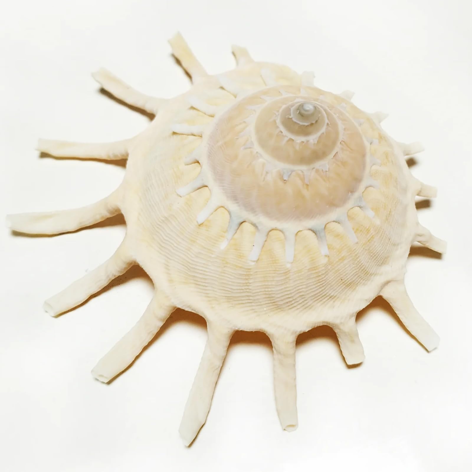 Conchiglie per decorazione, 1 pezzo, 8-11 cm, grande conchiglie giallo chiaro conchiglia per decorazioni per la casa e l'ufficio, collezione di ornamenti per acquari