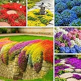 Mixrug Mix Creeping Thyme Ground Cover Flower Seeds for Planting, 20000+pcs Perennial Creeping Wild Thymus Seeds, Non-GMO Heirloom Wild...