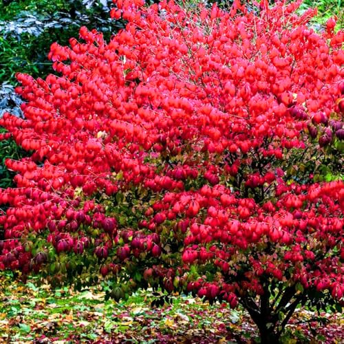 2 Dwarf Burning Bush Rooted Cuttings, 8-12\" Tall, Hardy Ornamental Shrub, Red Bush Shrub