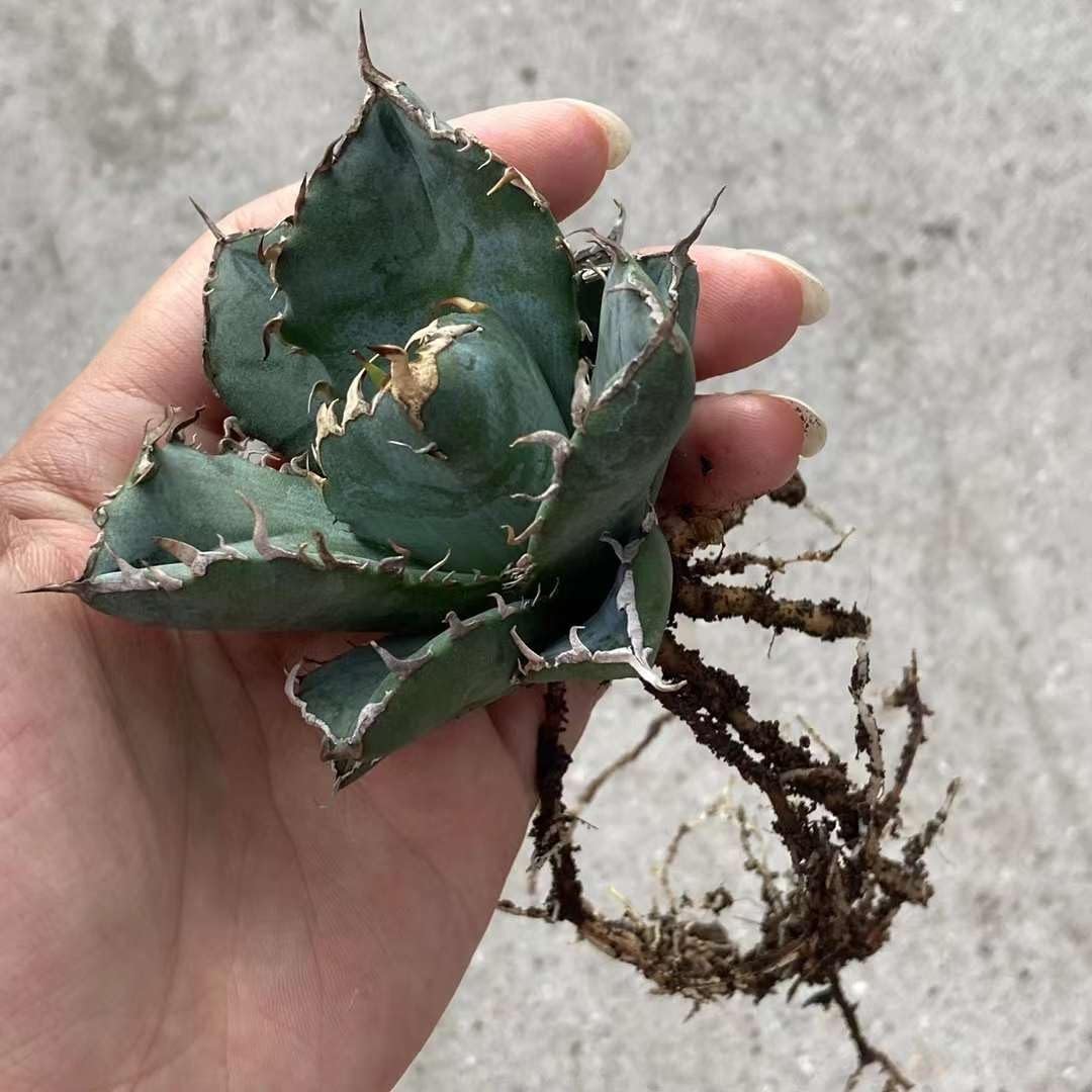 Amazon.co.jp: TB4 特選 極美中株 アガベ チタノタ 白鯨 大株 極上強棘