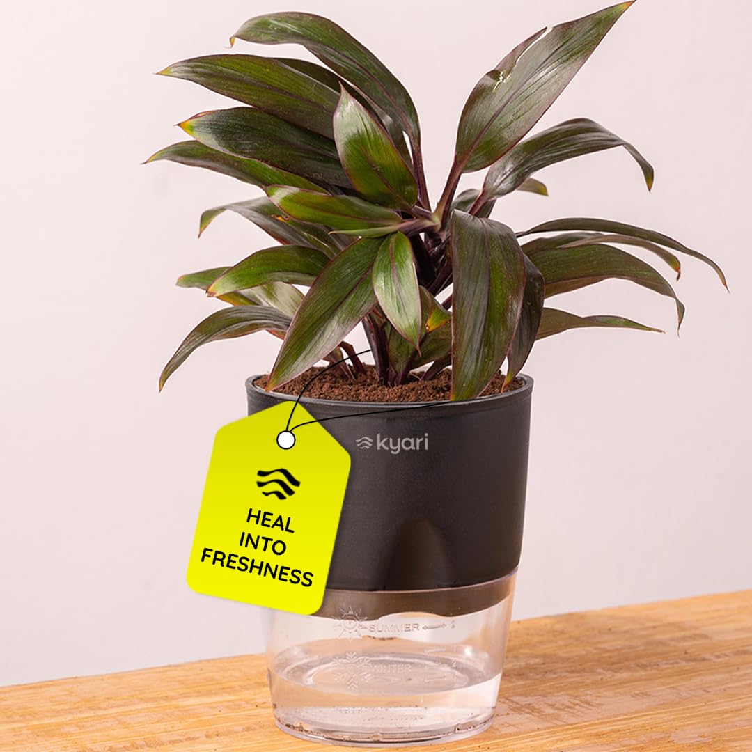 Kyari Oyster Air Purifyer Plant with Black Self Watering Pot - Small 4 Inch