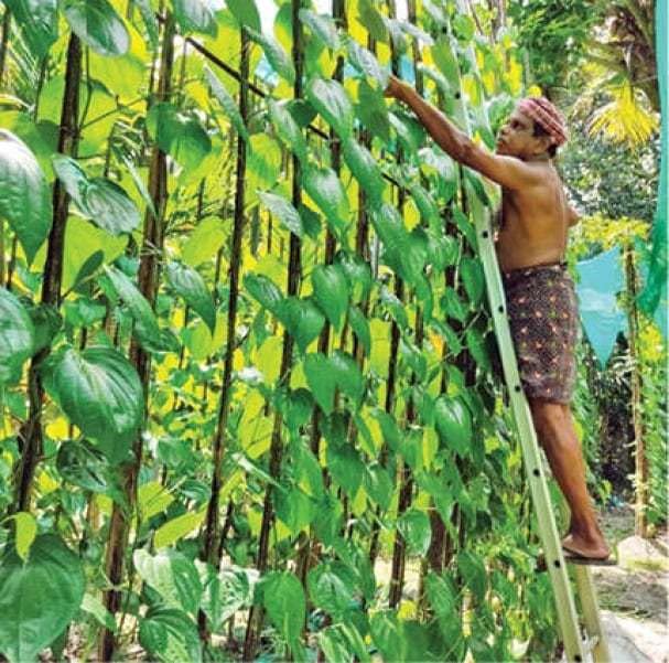 The Entacloo Betel Leaf Plant (KJ371)