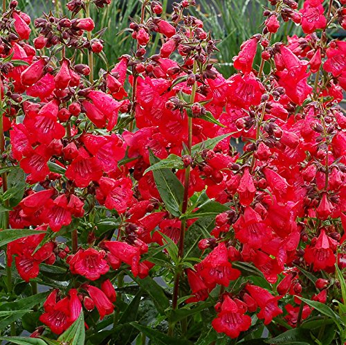Spectacular Flowering Penstemon Cha Cha Cherry Potted Plant, Great as a Accent Plant