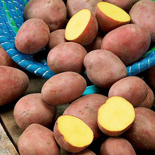 5kg Pflanzkartoffeln "Laura" Saatkartoffeln Steckkartoffeln