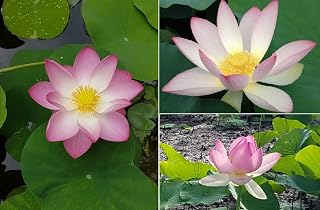 Lotus Nelumbo Nucifera 10+ Seeds
