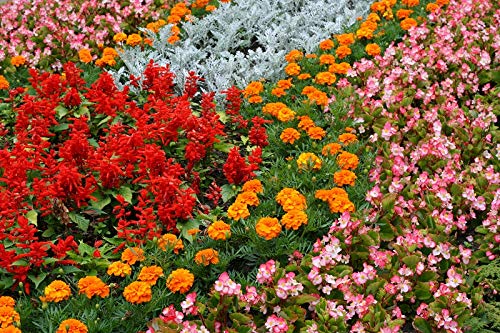 Silver Ragwort, Scarlet sage, Marigold and Begonia - Seeds of 4 Flowering Plant Species -