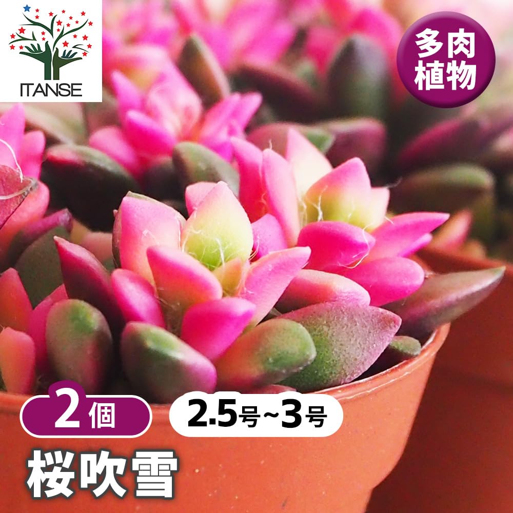 Amazon｜ITANSE 桜吹雪 2.5～3号 2個セット 多肉植物 南アフリカ