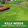 Spectracide Weed & Feed 20-0-0, 3 Count, Easy to Use QuickFlip Sprayer, Kills Weeds While Feeding Your Lawn, Kills Major Broadleaf Weeds Like Dandelion, Chickweed, Clover and Plantain