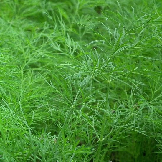 Agrey Soya Dill/Soya Sagh Vegetable Seeds (Green, Pack of 500 Seeds) (B0D14VY367) Amazon Price History, Amazon Price Tracker