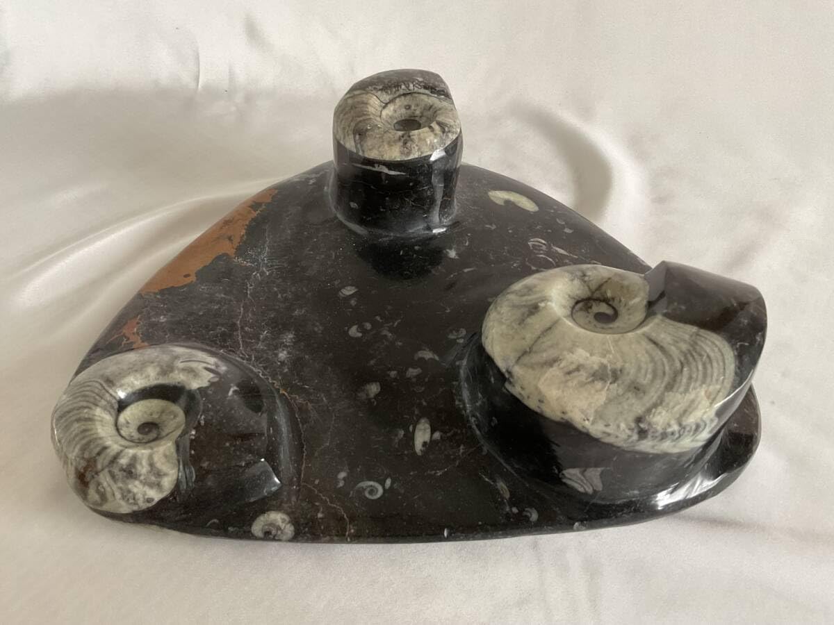 Amazon | 大理石アンモナイト化石の装飾手彫り 303 | 化石・発掘